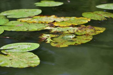 Yaprağın üzerindeki kurbağa