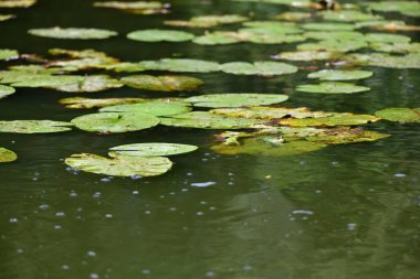 Yaprağın üzerindeki kurbağa