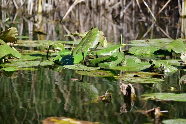 Grenouille Sur Une Feuille — Photo