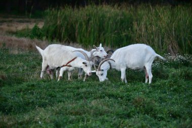 evcil keçi yeşil çimlerin üzerinde