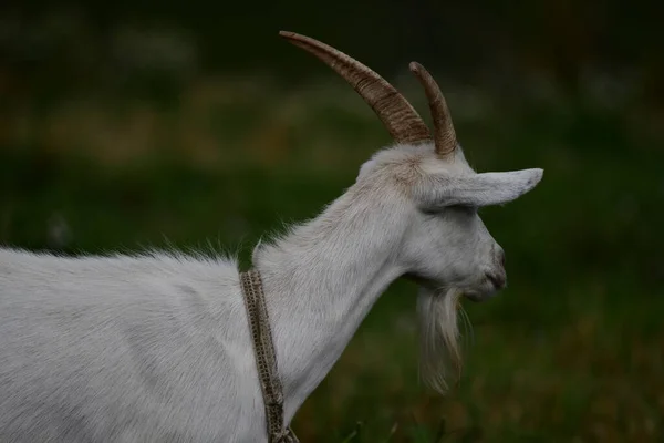 Chèvre Domestique Sur Herbe Verte — Photo