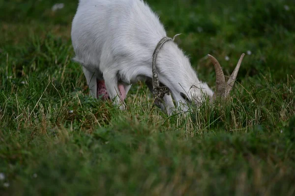 Koza Domowa Zielonej Trawie — Zdjęcie stockowe