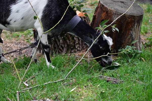 Tamget Det Gröna Gräset — Stockfoto