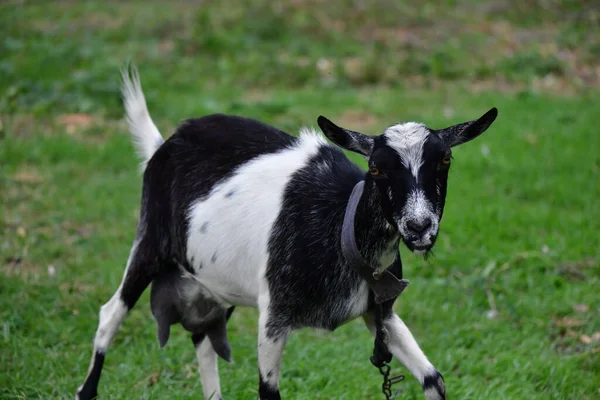 Koza Domowa Zielonej Trawie — Zdjęcie stockowe
