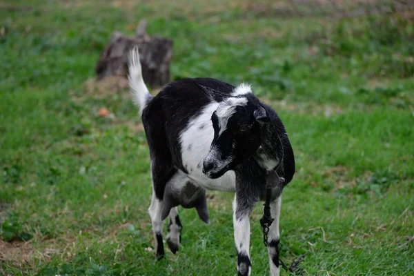 Huisgeit Het Groene Gras — Stockfoto