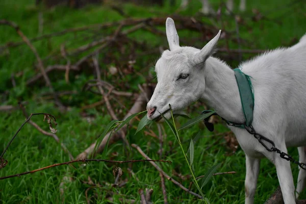 Chèvre Domestique Sur Herbe Verte — Photo