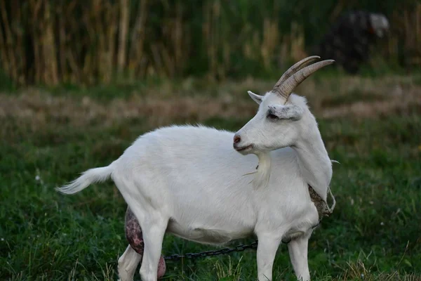 Chèvre Domestique Sur Herbe Verte — Photo