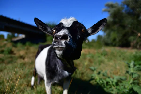 Chèvre Domestique Sur Herbe Verte — Photo