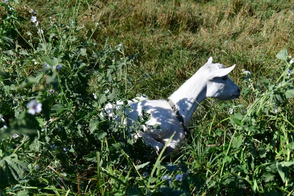 Tamget Det Gröna Gräset — Stockfoto