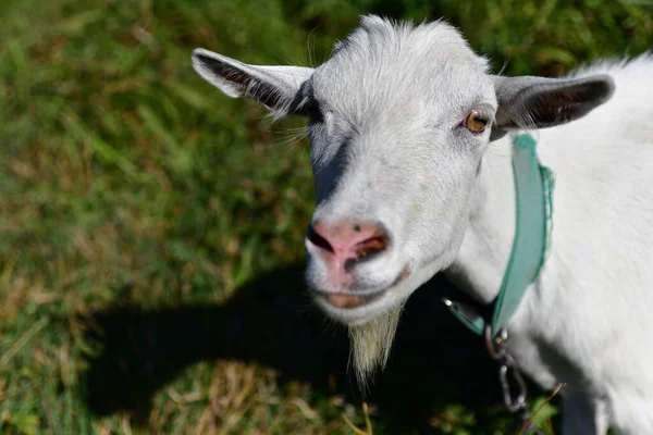 Chèvre Domestique Sur Herbe Verte — Photo