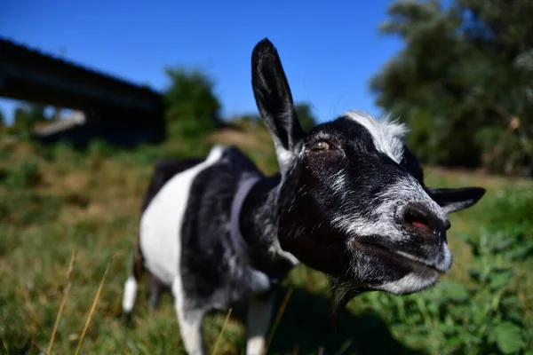 Tamget Det Gröna Gräset — Stockfoto