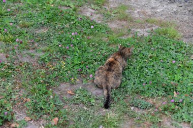 çok renkli genç kedi avları doğada