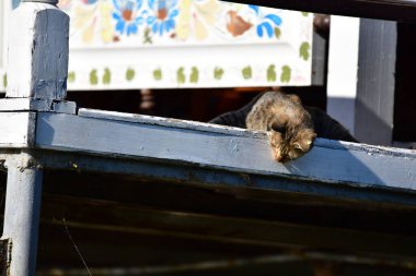 çok renkli genç kedi avları doğada