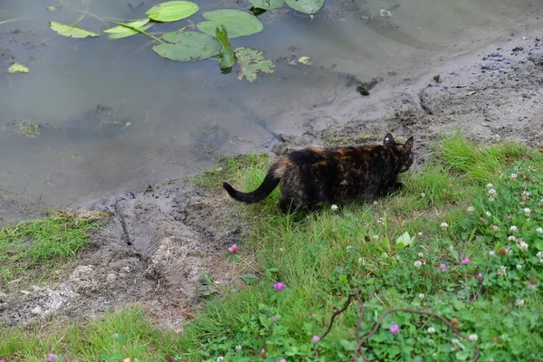 Multicoloured Young Cat Hunts Nature — Stock Photo, Image