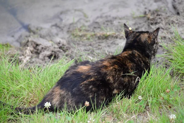 Multicoloured Young Cat Hunts Nature — Stock Photo, Image