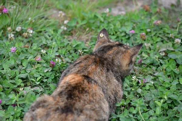 Multicoloured Young Cat Hunts Nature — Stock Photo, Image