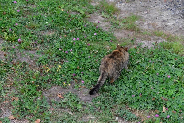 Caças Gatos Jovens Multicoloridos Natureza — Fotografia de Stock