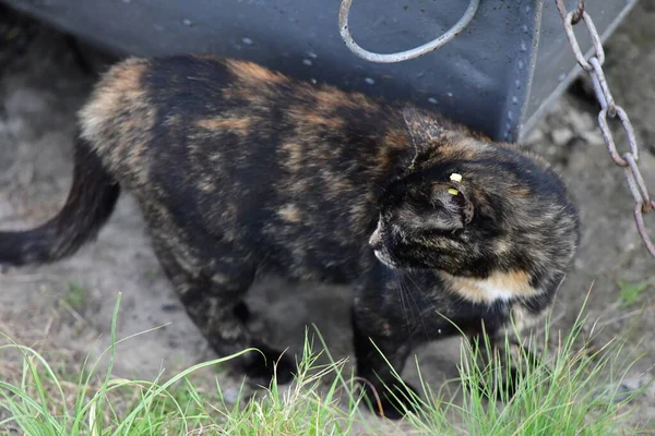 Multicolore Giovane Gatto Caccia Natura — Foto Stock