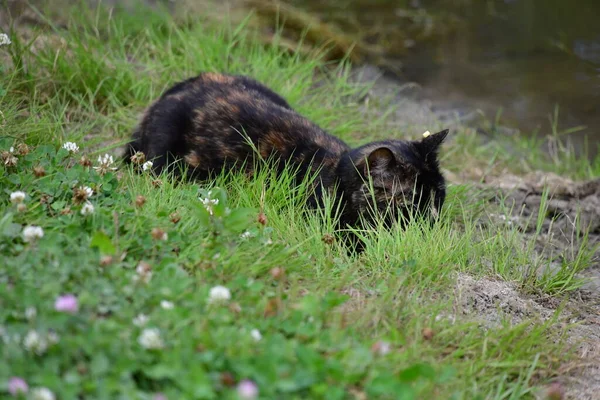 Multicoloured Young Cat Hunts Nature — Stock Photo, Image