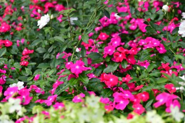 Bahçede bahar çiçekleri