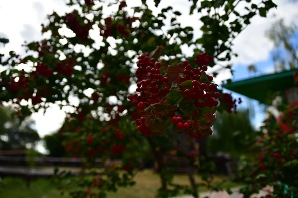 Fleurs Printanières Dans Jardin — Photo