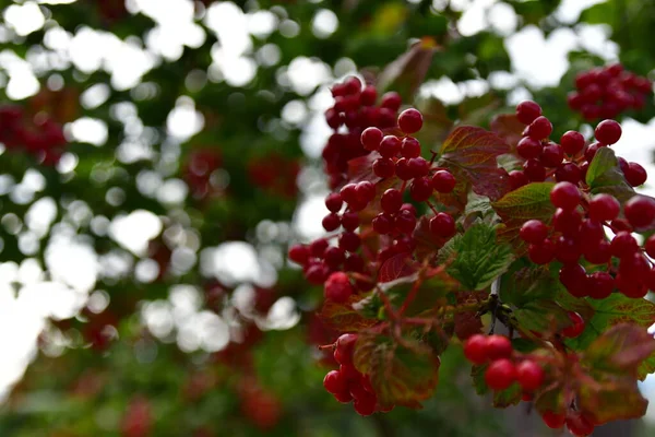 Fleurs Printanières Dans Jardin — Photo