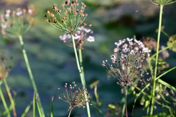 Frühlingsblumen Garten — Stockfoto