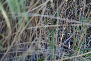 Bir dalda küçük bir kuş