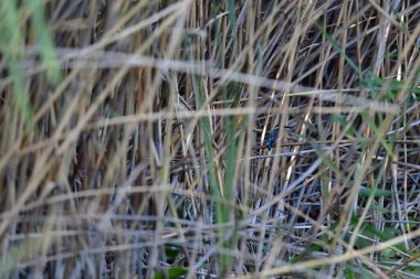 Bir dalda küçük bir kuş