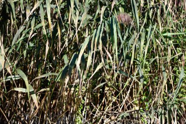 Bir dalda küçük bir kuş