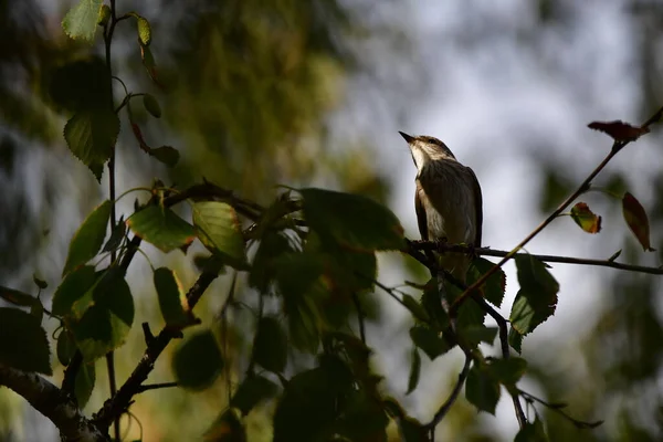 Petit Oiseau Sur Une Branche — Photo