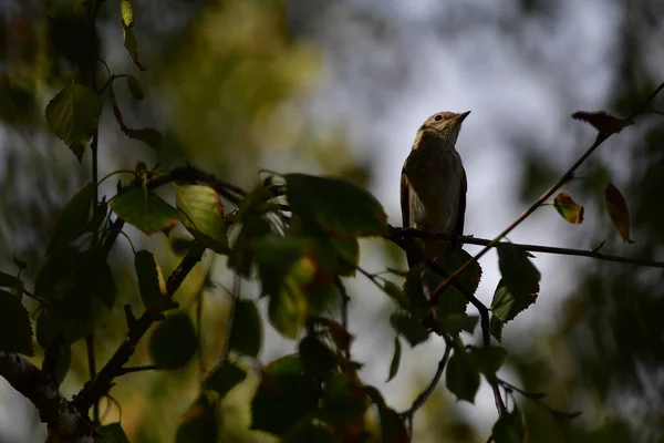 Pequeño Pájaro Una Rama —  Fotos de Stock