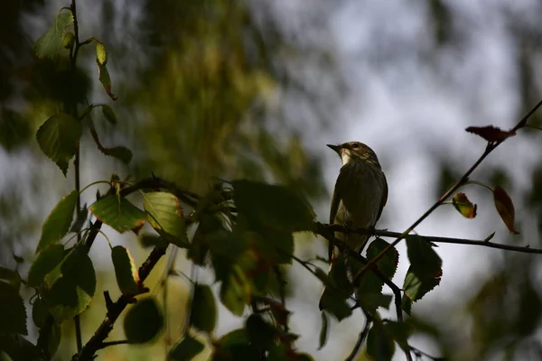 枝に小さな鳥がいて — ストック写真