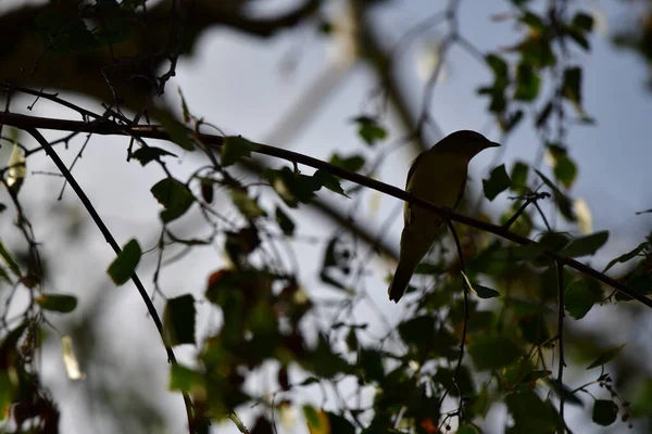 枝に小さな鳥がいて — ストック写真