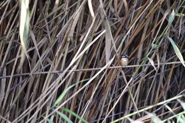 Bir dalda küçük bir kuş