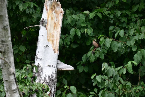 Pequeño Pájaro Una Rama — Foto de Stock