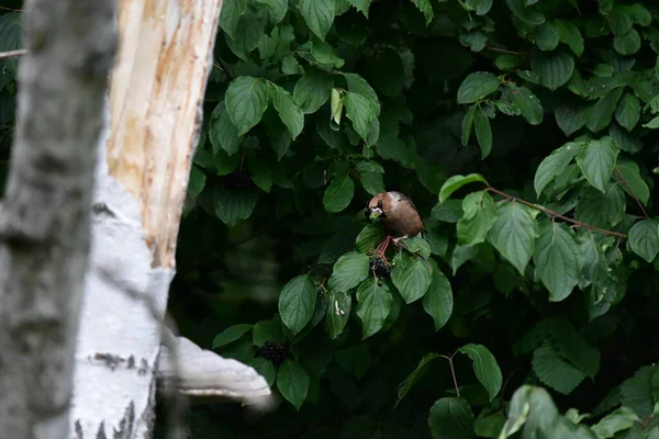 枝に小さな鳥がいて — ストック写真