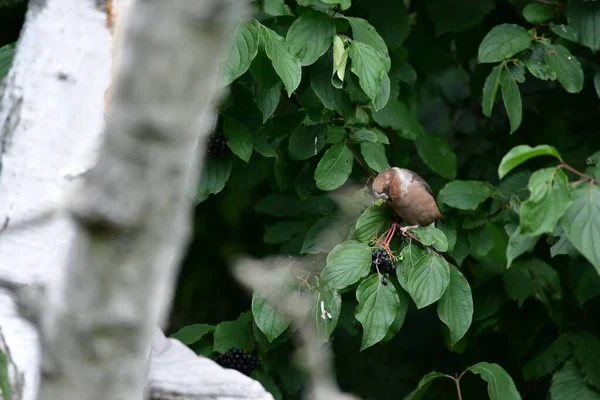 枝に小さな鳥がいて — ストック写真