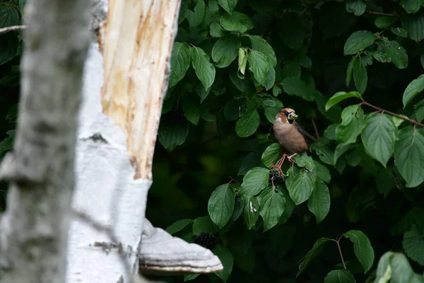 Bir dalda küçük bir kuş