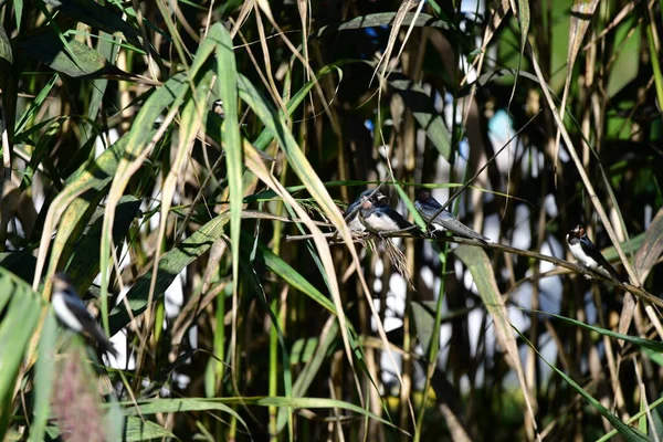 枝に小さな鳥がいて — ストック写真