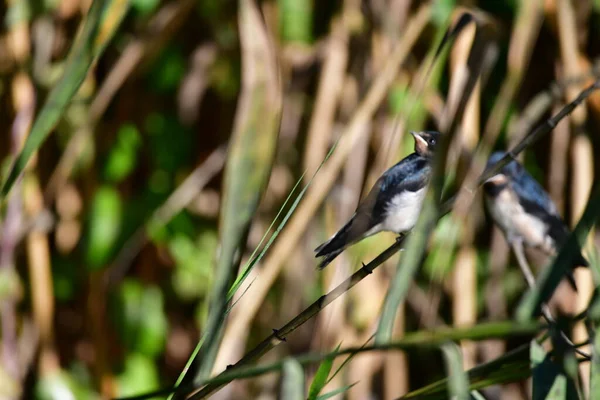 Bir dalda küçük bir kuş