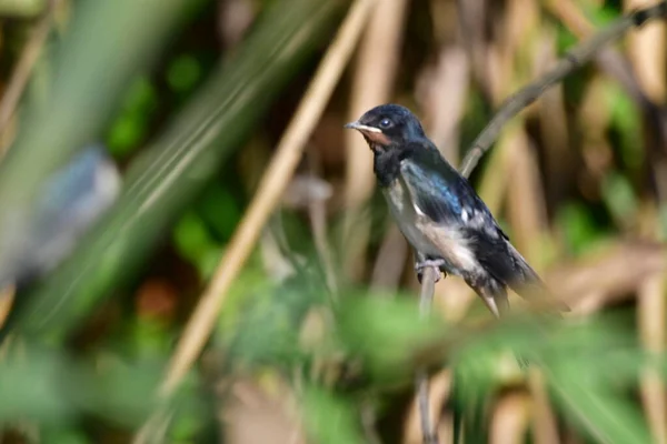 Bir dalda küçük bir kuş