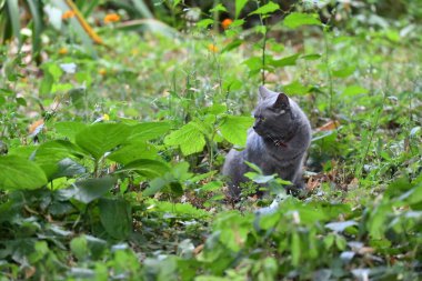 kedi doğada avlanır.