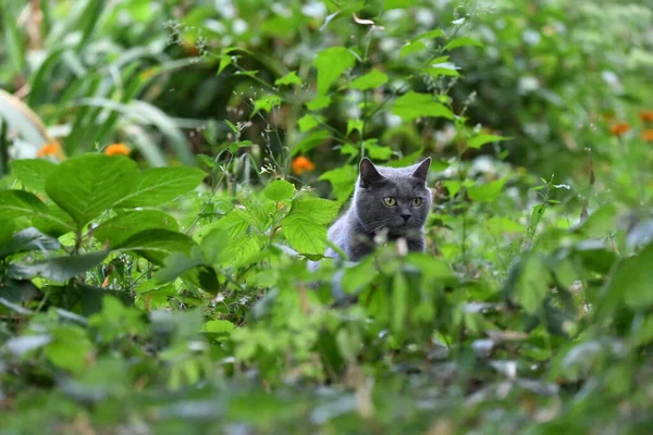 Cat Hunts Nature — Stock Photo, Image