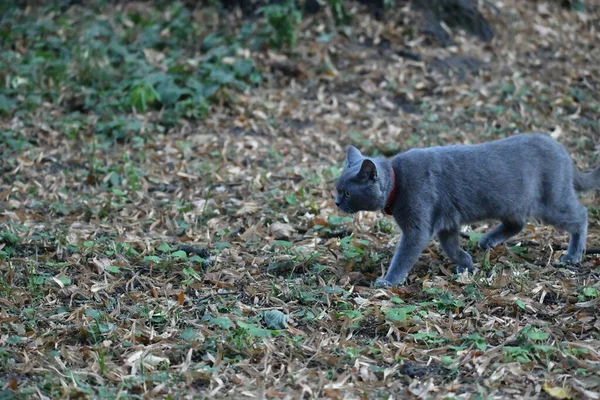 Cat Hunts Nature — Stock Photo, Image