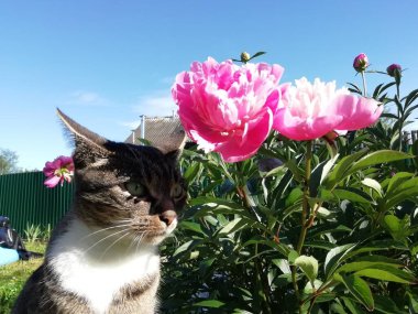 taze, çiçek, doğa, pembe, renkli, arka plan, güzel, bahar, güzellik, bahçe, bitki, çiçek, çiçek, çiçek, bitki, botanik, renk, mor, çiçek, yaz, dekoratif, beyaz, çiçek, taç yaprak, doğal, alan, sakin, kozmos, kırsal, yeşil