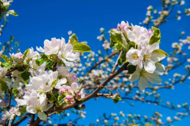 growth, environment, nature, green, life, plant, background, organik, human, ekology, concept, biyoloji, leaf, clean, soyut, design, natural, landscape, glass ball, Earth, people, climate, hand, arm, kelebek, happiness, world, holding, 