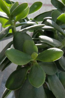 growth, environment, nature, green, life, plant, background, organik, human, ekology, concept, biyoloji, leaf, clean, soyut, design, natural, landscape, glass ball, Earth, people, climate, hand, arm, kelebek, happiness, world, holdingl