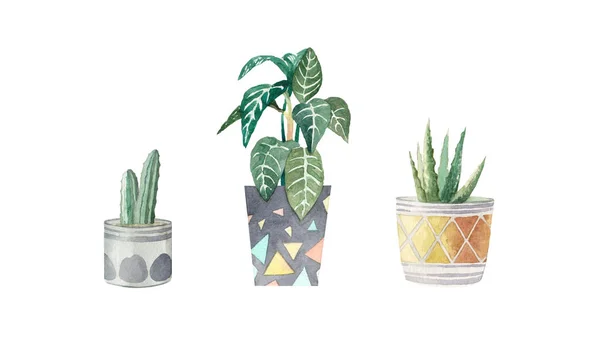 Set Watercolor Houseplants — Stock Photo, Image