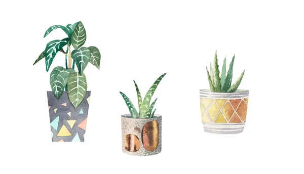 Set Watercolor Houseplants — Stock Photo, Image